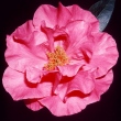 Spinel Pink Peony
