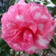 Brooksie's Rosea