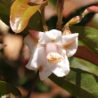 Camellia assimilis