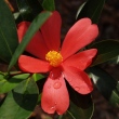 Camellia azalea