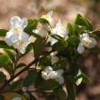 Camellia buxifolia