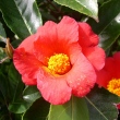 Camellia chekiangoleosa