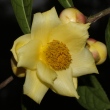 Camellia chrysanthoides