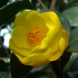 Camellia chuangtsoensis