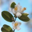 Camellia cordifolia