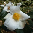 Camellia cuspidata