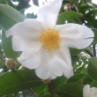 Camellia drupifera