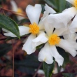 Camellia fluviatiles