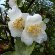 Camellia fraterna