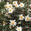 Camellia granthamiana