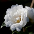 Camellia grijsii 'Zhenzhucha'