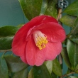 Camellia hongkongensis