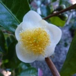 Camellia irrawadiensis