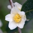 Camellia kissi