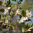 Camellia lutchuensis