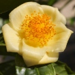 Camellia nitidissima