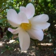 Camellia pitardii