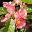 Camellia polyodonta