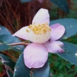 Camellia puniceiflora