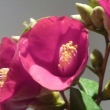 Camellia purpurea