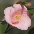 Camellia rosaeflora