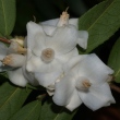 salicifolia