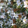 Camellia saluenensis