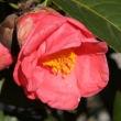 Camellia semiserrata