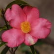 Camellia subintega