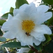 Camellia synaptica