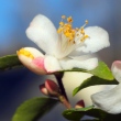 Camellia transarisanensis