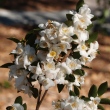 Camellia transnokoensis