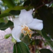 Camellia tsaii