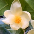 Camellia tunghinensis