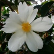 Camellia vietnamensis