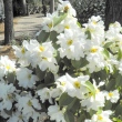 Camellia yuhsienensis