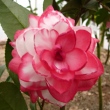 Campari Rose Variegated