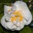 Clower White