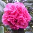 Debbie's Carnation