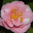 Evelyn Poe Pink Variegated