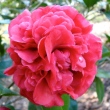 Fragrant Boutonniere