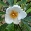 Franklinia Alatamaha