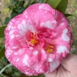 Irene Coker Pink Variegated