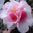 Phil Piet Pink Variegated