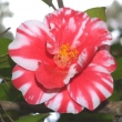 Rosa Mundi