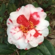 Scarlet Glory Variegated