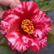 Southern Princess Variegated