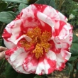 Terry Gilley Variegated