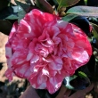 Virginia Alfter Variegated