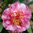 Virginia Parrish Variegated